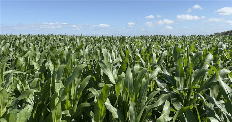 Screenshot of the Agro farm website demo